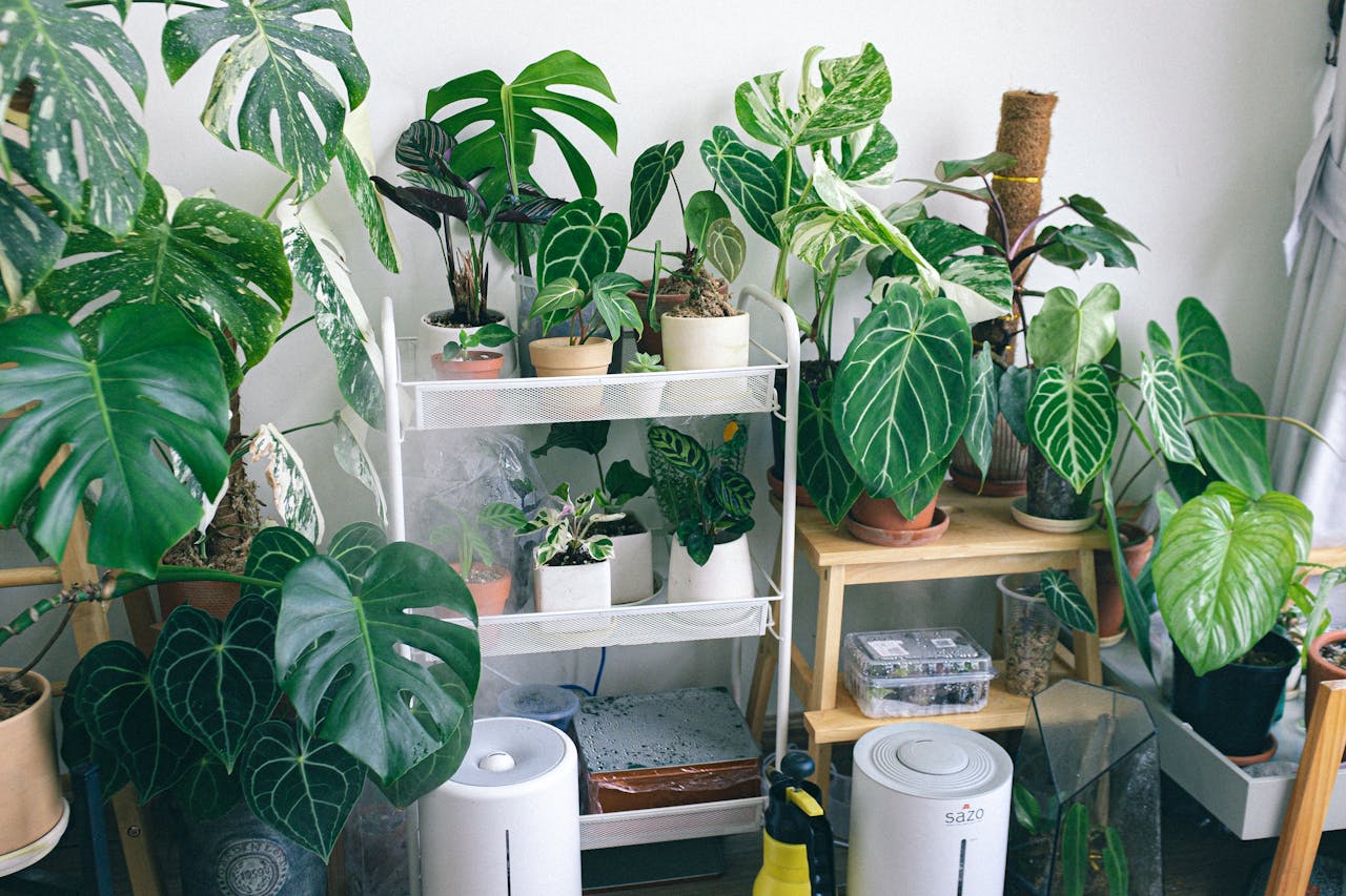 A cozy indoor space filled with various houseplants on shelves and stands, creating an urban jungle vibe.