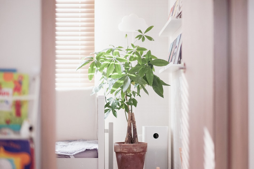 a-potted-plant-sits-near-a-window-with-blinds-b0j0zud4ypy