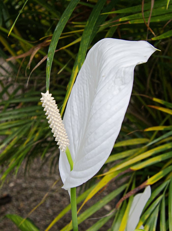 Stunning peace lily close-up showcasing its white bloom and contrasting green leaves.